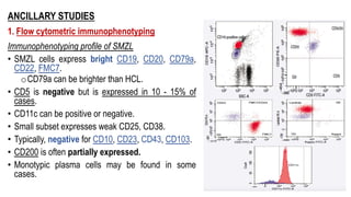 ANCILLARY STUDIES
1. Flow cytometric immunophenotyping
Immunophenotyping profile of SMZL
• SMZL cells express bright CD19, CD20, CD79a,
CD22, FMC7.
oCD79a can be brighter than HCL.
• CD5 is negative but is expressed in 10 - 15% of
cases.
• CD11c can be positive or negative.
• Small subset expresses weak CD25, CD38.
• Typically, negative for CD10, CD23, CD43, CD103.
• CD200 is often partially expressed.
• Monotypic plasma cells may be found in some
cases.
 