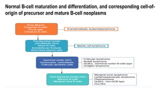 Normal B-cell maturation and differentiation, and corresponding cell-of-
origin of precursor and mature B-cell neoplasms
 