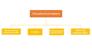 CD5 positive B-cell neoplasms
Monoclonal B-cell
lymphocytosis (MBL) CLL/SLL
B-Prolymphocytic
leukemia (B-PLL)
Mantle cell
lymphoma (MCL)
 
