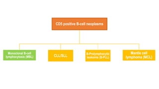 CD5 positive B-cell neoplasms
Monoclonal B-cell
lymphocytosis (MBL) CLL/SLL
B-Prolymphocytic
leukemia (B-PLL)
Mantle cell
lymphoma (MCL)
 