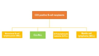 CD5 positive B-cell neoplasms
Monoclonal B-cell
lymphocytosis (MBL) CLL/SLL
B-Prolymphocytic
leukemia (B-PLL)
Mantle cell
lymphoma (MCL)
 