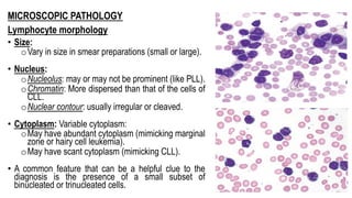 MICROSCOPIC PATHOLOGY
Lymphocyte morphology
• Size:
oVary in size in smear preparations (small or large).
• Nucleus:
oNucleolus: may or may not be prominent (like PLL).
oChromatin: More dispersed than that of the cells of
CLL.
oNuclear contour: usually irregular or cleaved.
• Cytoplasm: Variable cytoplasm:
oMay have abundant cytoplasm (mimicking marginal
zone or hairy cell leukemia).
oMay have scant cytoplasm (mimicking CLL).
• A common feature that can be a helpful clue to the
diagnosis is the presence of a small subset of
binucleated or trinucleated cells.
 
