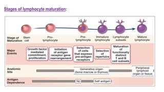Stages of lymphocyte maturation:
 