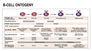 B-CELL ONTOGENY
 