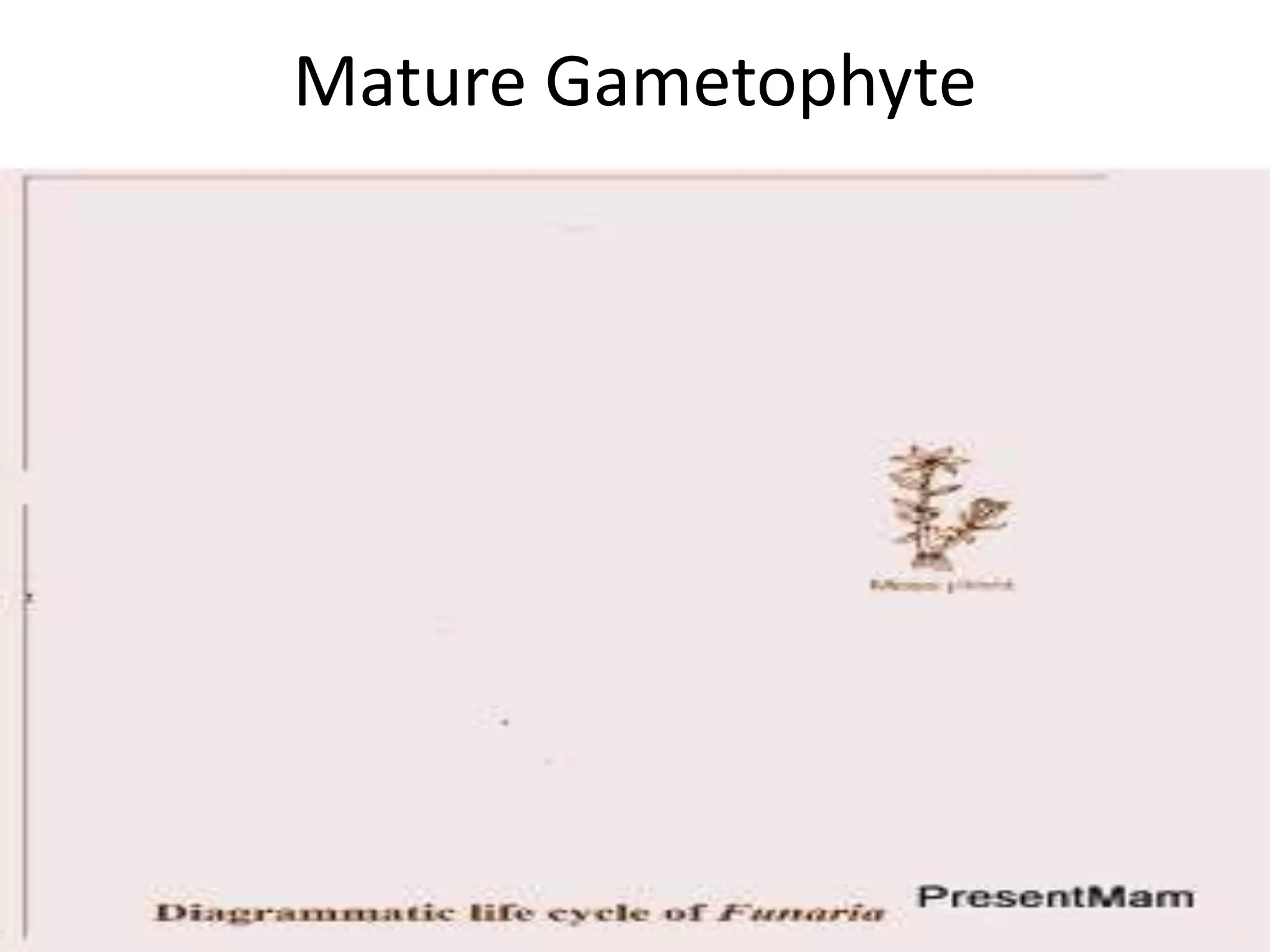 Funaria Life Cycle | PPTX