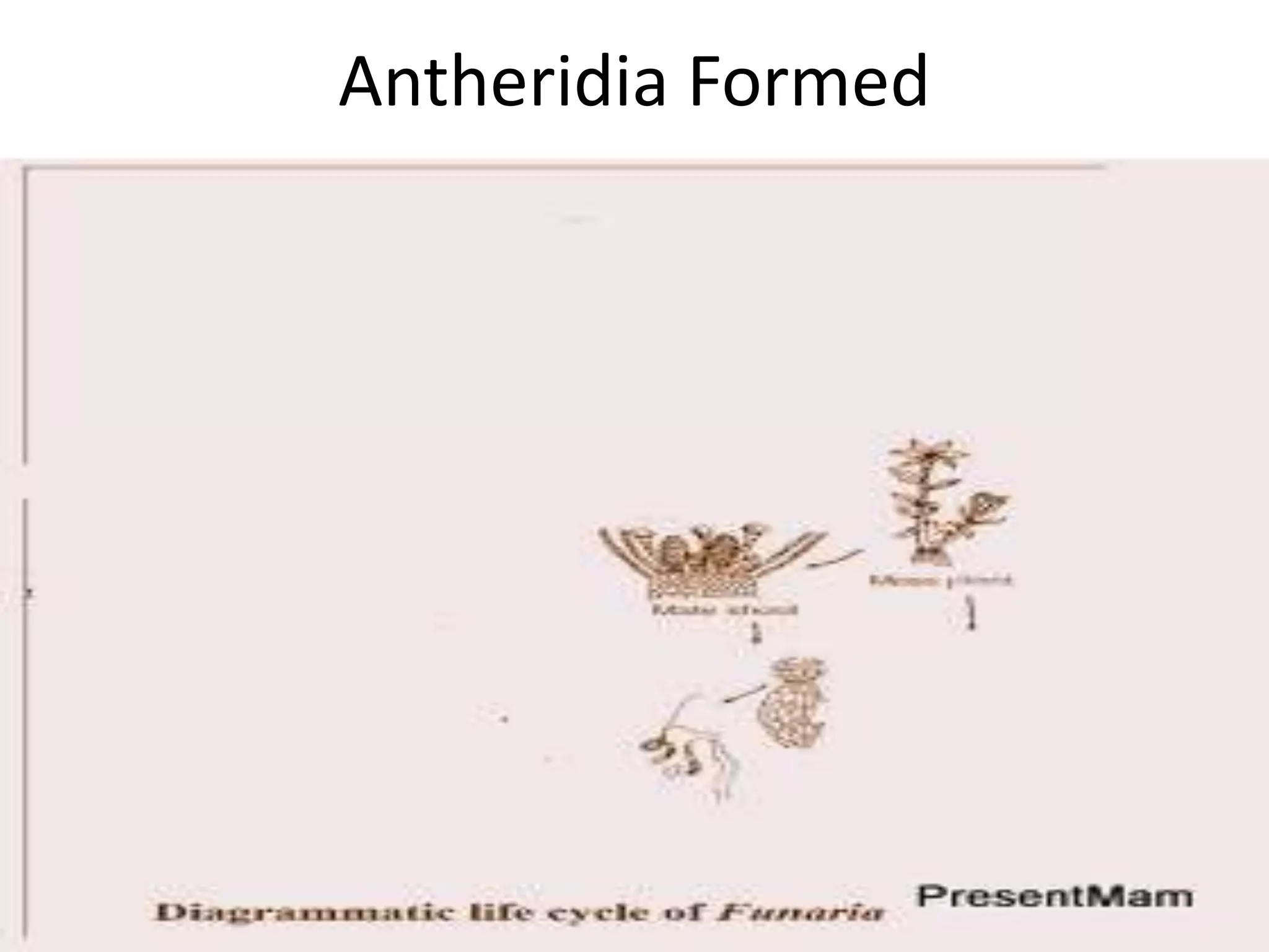Funaria Life Cycle | PPT