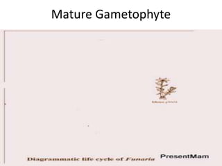 Mature Gametophyte

 