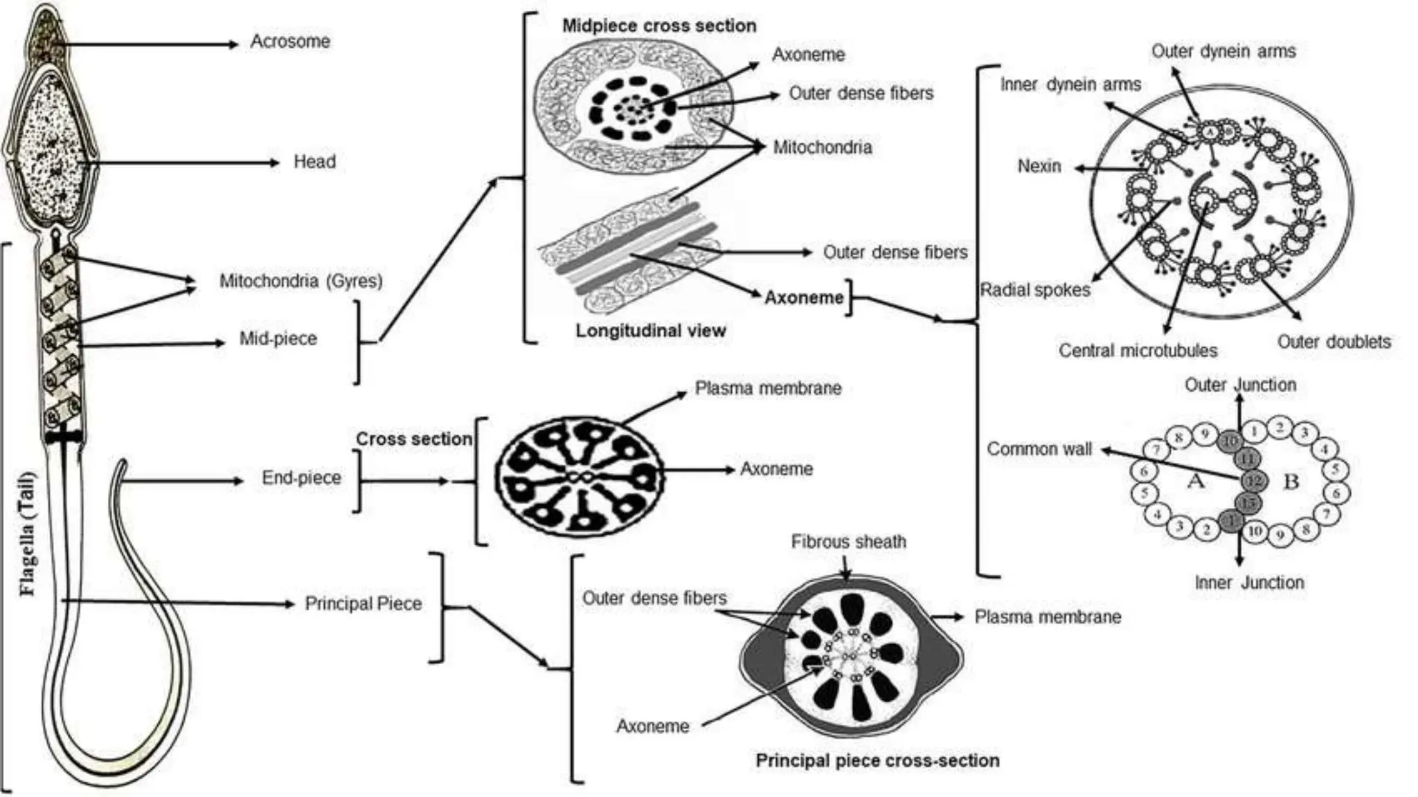MATURE SPERM MORPHOLOGY AND SEMINAL PLASMA [Autosaved].pptx