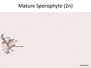 Mature Sporophyte (2n)

 