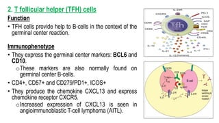 2. T follicular helper (TFH) cells
Function
• TFH cells provide help to B-cells in the context of the
germinal center reaction.
Immunophenotype
• They express the germinal center markers: BCL6 and
CD10.
oThese markers are also normally found on
germinal center B-cells.
• CD4+, CD57+ and CD279/PD1+, ICOS+
• They produce the chemokine CXCL13 and express
chemokine receptor CXCR5.
oIncreased expression of CXCL13 is seen in
angioimmunoblastic T-cell lymphoma (AITL).
 