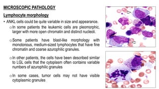 MICROSCOPIC PATHOLOGY
Lymphocyte morphology
• ANKL cells could be quite variable in size and appearance.
oIn some patients the leukemic cells are pleomorphic,
larger with more open chromatin and distinct nucleoli.
oSome patients have blast-like morphology with
monotonous, medium-sized lymphocytes that have fine
chromatin and coarse azurophilic granules.
oIn other patients, the cells have been described similar
to LGL cells that the cytoplasm often contains variable
numbers of azurophilic granules
oIn some cases, tumor cells may not have visible
cytoplasmic granules
 