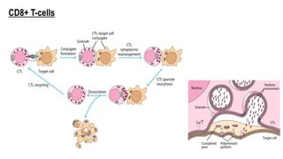 CD8+ T-cells
 