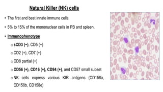 Natural Killer (NK) cells
• The first and best innate immune cells.
• 5% to 15% of the mononuclear cells in PB and spleen.
• Immunophenotype
osCD3 (−), CD5 (−)
oCD2 (+), CD7 (+)
oCD8 partial (+)
oCD56 (+), CD16 (+), CD94 (+), and CD57 small subset
oNK cells express various KIR antigens (CD158a,
CD158b, CD158e)
 