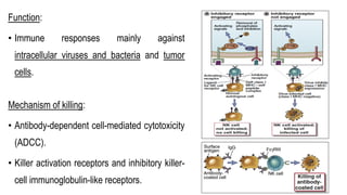 Function:
• Immune responses mainly against
intracellular viruses and bacteria and tumor
cells.
Mechanism of killing:
• Antibody-dependent cell-mediated cytotoxicity
(ADCC).
• Killer activation receptors and inhibitory killer-
cell immunoglobulin-like receptors.
 