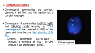 3. Cytogenetic studies
• Chromosomal abnormalities are common,
observed in 60–70%, and the majority has a
complex karyotype.
• Chromosome 14 abnormalities inv(14)(q11q32)
and t(14;14)(q11;q32) resulting in TCL1
rearrangement are detected in 80% of the
cases and have become the hallmarks of T-
PLL.
oAnother abnormality, t(X;14)(q28;q11),
involves a homolog of TCL1, MTCP1
(mature T-cell proliferation 1 gene).
TCL1 rearrangement
 