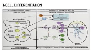T-CELL DIFFERENTIATION
 