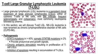 T-cell Large Granular Lymphocytic Leukemia
(T-LGL)
• Large granular lymphocytic (LGL) leukemia is a persistent clonal
expansion of large granular lymphocytes (LGLs), either of
cytotoxic T-cells or NK cells, with BM infiltrate, frequent
splenomegaly, and cytopenia(s), most commonly neutropenia
followed by anemia.
• In this section, we will discuss T-cell LGL. NK-LGL leukemia is
now renamed as chronic lymphoproliferative disorder of NK cells
(CLPD-NK).
• Pathogenesis
oSTAT3 mutations in > 40%; somatic STAT5B mutations in 2%
§ Provide prosurvival and growth signals.
oChronic antigenic stimulation resulting in proliferation of T-
cell LGLs
oInhibition of apoptosis resulting in accumulation of T-LGLs.
 