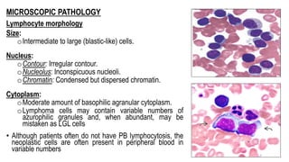 MICROSCOPIC PATHOLOGY
Lymphocyte morphology
Size:
oIntermediate to large (blastic-like) cells.
Nucleus:
oContour: Irregular contour.
oNucleolus: Inconspicuous nucleoli.
oChromatin: Condensed but dispersed chromatin.
Cytoplasm:
oModerate amount of basophilic agranular cytoplasm.
oLymphoma cells may contain variable numbers of
azurophilic granules and, when abundant, may be
mistaken as LGL cells
• Although patients often do not have PB lymphocytosis, the
neoplastic cells are often present in peripheral blood in
variable numbers
 
