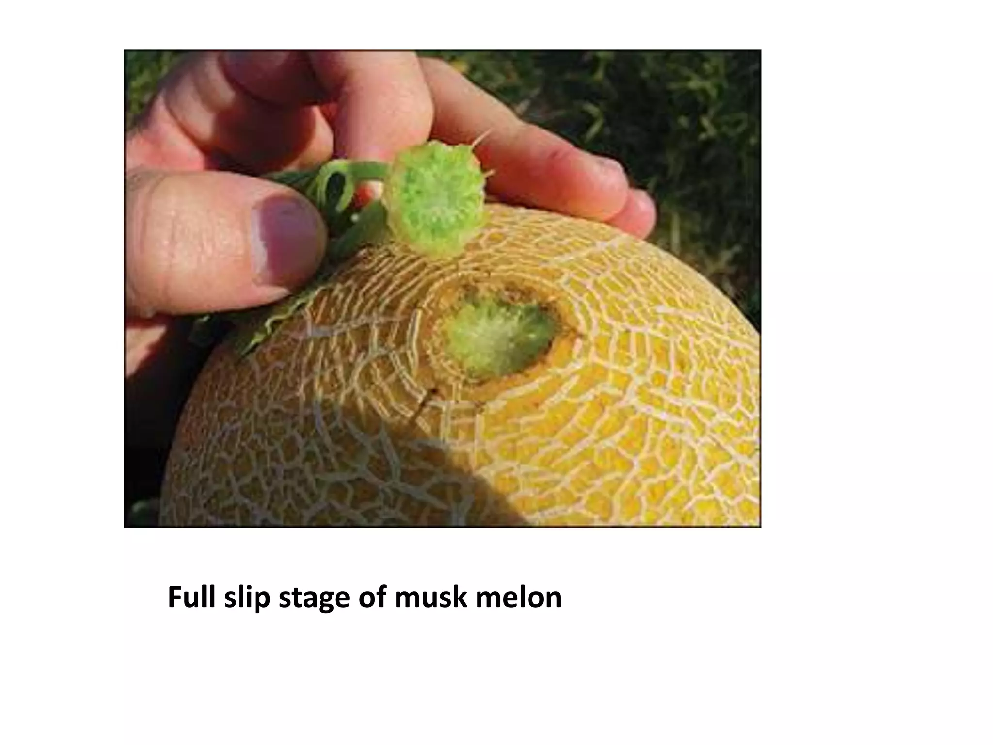 Full slip stage of musk melon
 