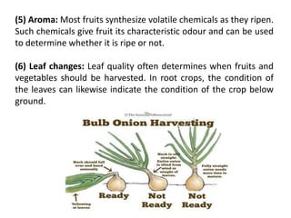 maturity and ripening | PPTX