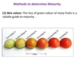 maturity and ripening | PPTX