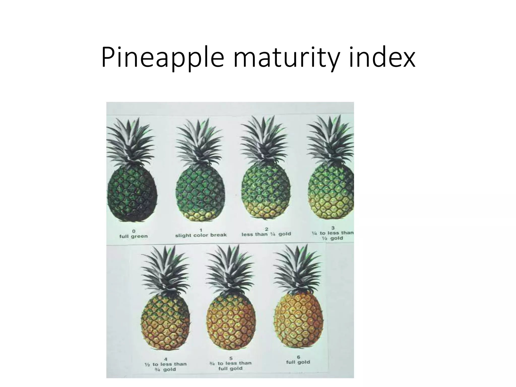 Pineapple maturity index
 