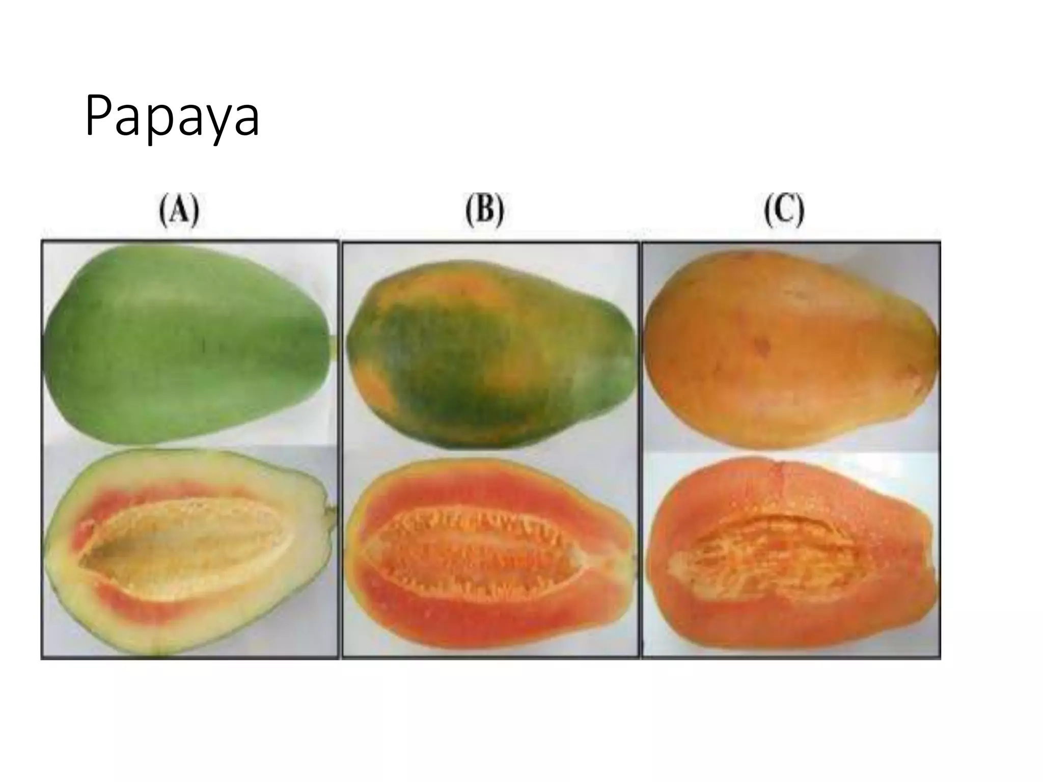 Papaya
 