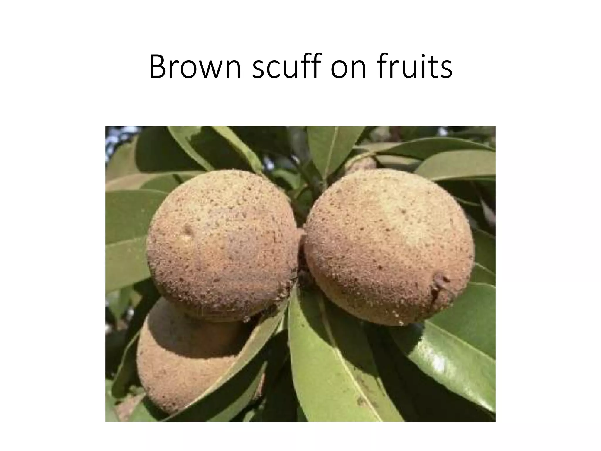 Brown scuff on fruits
 