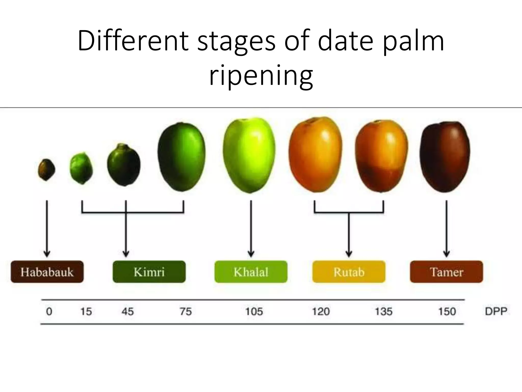 Different stages of date palm
ripening
 