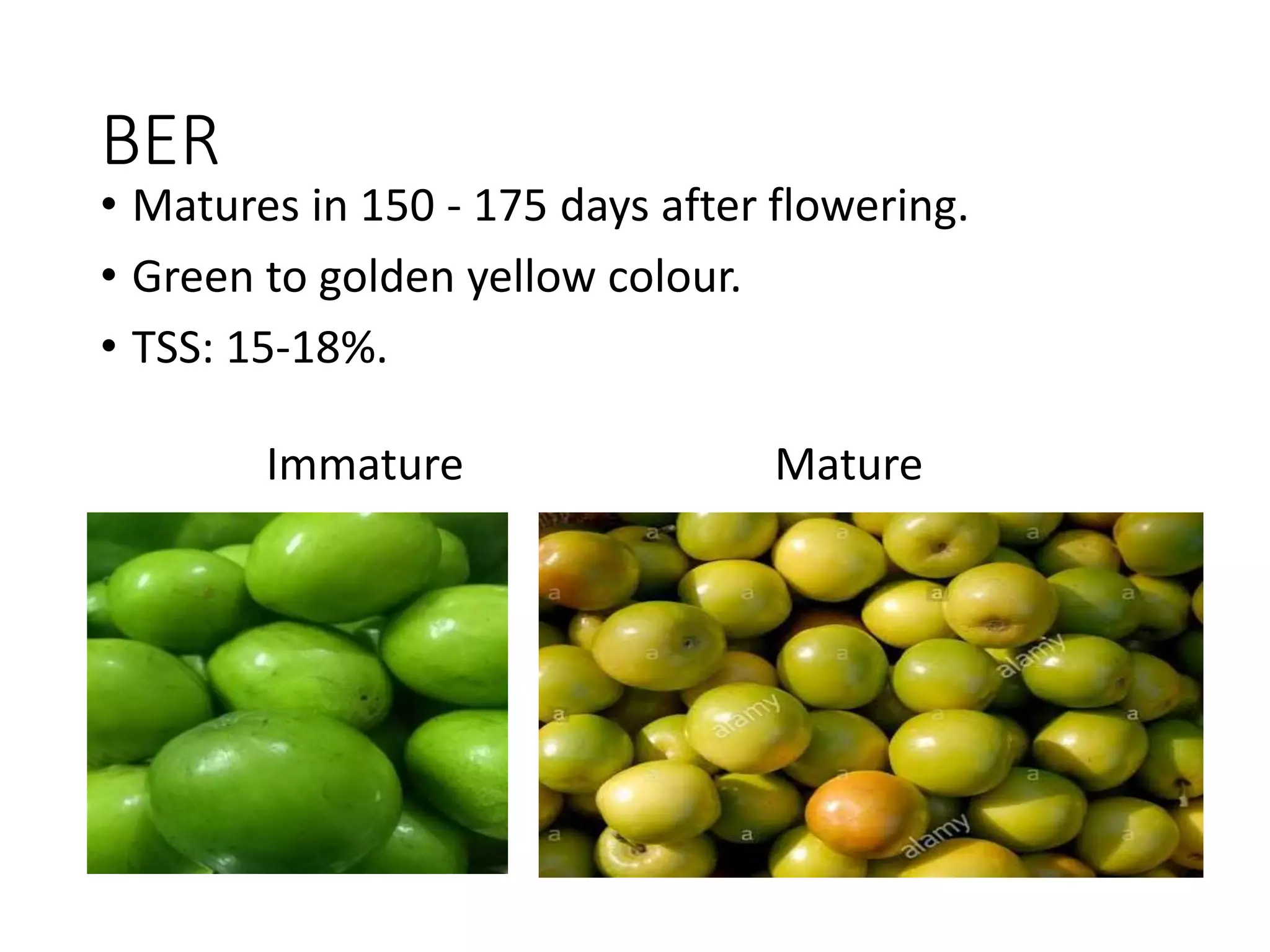 BER
• Matures in 150 - 175 days after flowering.
• Green to golden yellow colour.
• TSS: 15-18%.
Immature Mature
 