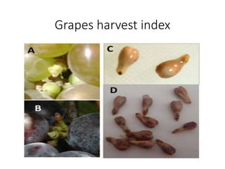 Grape Ripeness Chart Maturity indices for harvesting fruits | PPTX