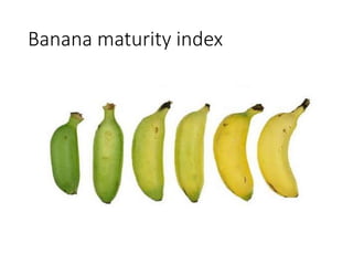 Green Bananas: Maturity Index, Quality And Harvesting – 1st Wave
