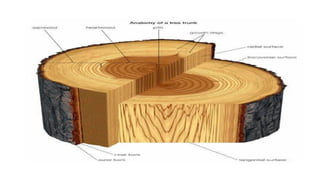 Matve MATVE-WOOD-WORKING-1.pptx.................. | PPTX