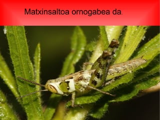 Matxinsaltoa ornogabea da.
 