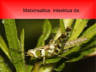 Matxinsaltoa intsektua da.
 