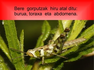 Bere gorputzak hiru atal ditu:
burua, toraxa eta abdomena.
 