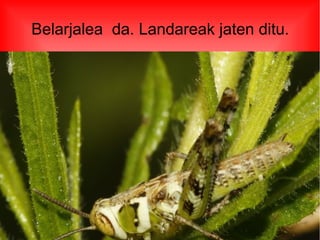 Belarjalea da. Landareak jaten ditu.
 