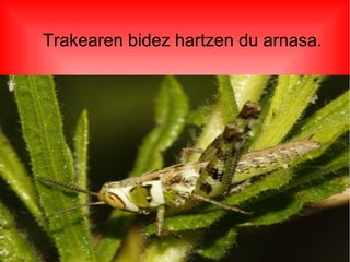 Trakearen bidez hartzen du arnasa.
 
