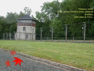 מחנה בוכנוואלד . מדשאות ,  יערות מלבלבים מסביב ,  גדרות ומתקנים , ההיה או שמא חלום .. 