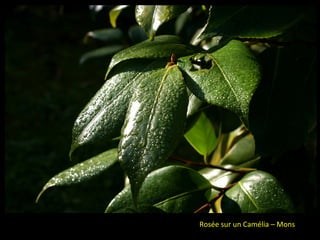 Rosée sur un Camélia – Mons
 