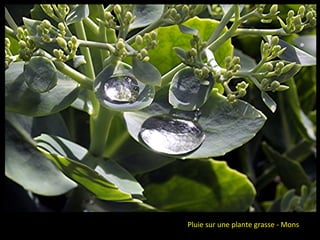 Pluie sur une plante grasse - Mons
 