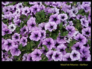 Massif de Pétunias – Barfleur
 