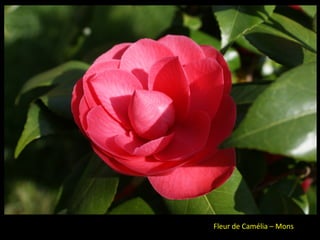Fleur de Camélia – Mons
 