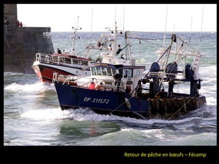 Retour de pêche en bœufs – Fécamp
 