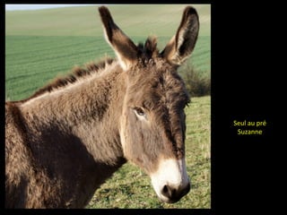 Seul au pré
Suzanne
 