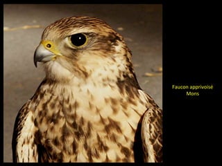 Faucon apprivoisé
Mons
 