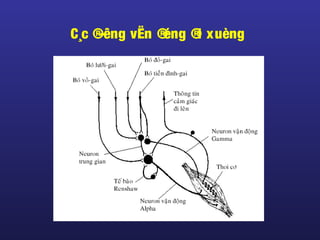 C¸c ®­êng vËn ®éng ®i xuèng
 