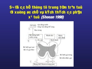 S¬ ®å c¸c hÖ thèng tõ trung t©m trªn tuû
®i xuèng øc chÕ vµ kÝch thÝch c¸c ph¶n
x¹ tuû (Sheean 1998)
 