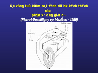 C¸c vßng tuû kiÓm so¸t tÝnh dÔ bÞ kÝch thÝch
cña
ph¶n x¹ c¨ng gi·n c¬
(Pierrot-Deseilligny vµ MaziÌres -1985)
 