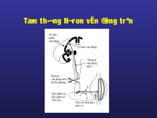 Tæn th­¬ng N¬ron vËn ®éng trªn
 